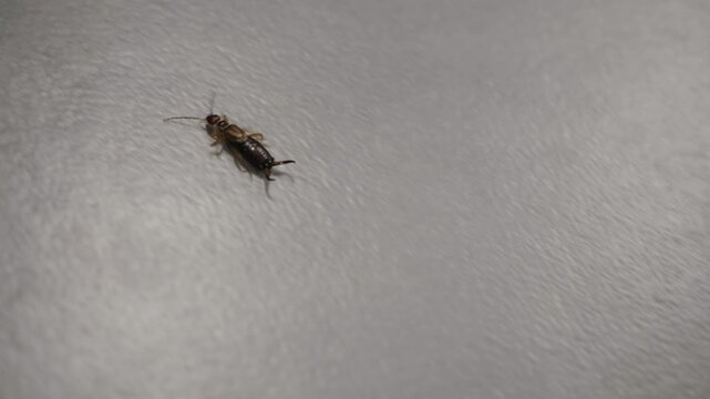 Adult common earwig of the order Dermaptera. A scary beetle with a double tail crawls across the tiled floor