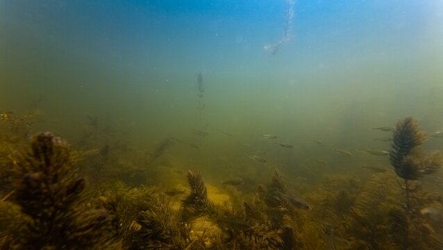 sunbleak fish blur in biotope aquascape, aquatic plant coontail debris, poor visibility murky water, silt substrate bottom, light shadow, surface reflection, freshwater river Buher, Lityn, Ukraine