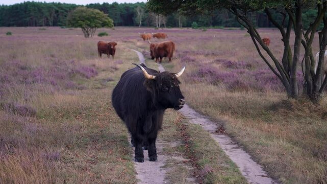 Blooming heather fields with wild cattle at dutch nature preserve Bussumerheide, Scottish Highlanders walk and graze in the heath