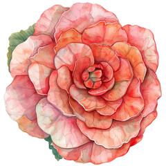 Beautiful watercolor flower illustration featuring a blooming rose in soft pink and peach tones.