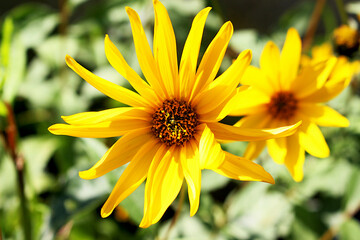 Rudbeckia
Plant
A genus of annual, biennial and perennial herbaceous plants of the Asteraceae, or Compositae family.