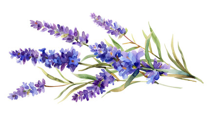 Beautiful watercolor illustration of lavender flowers, perfect for nature-themed designs and floral decorations.