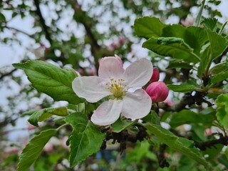Serene Springtime: Delicate Apple Blossoms in Full Bloom

