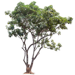 Obraz premium [Transparent Background PNG]Green Tree With White Background