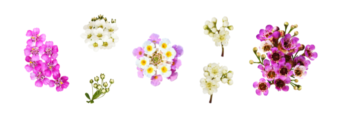 Set of flowers (yarrow, spirea, lantana, chamelaucium, rowan) isolated on white or transparent background