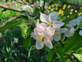 Serene Springtime: Delicate Apple Blossoms in Full Bloom
