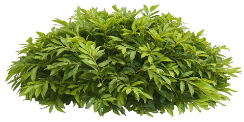 [Transparent Background PNG]Green Bush on White Background