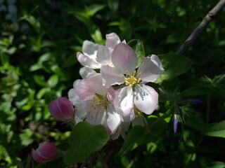 Serene Springtime: Delicate Apple Blossoms in Full Bloom
