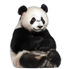 Fototapeta premium [Transparent Background PNG]Cute Giant Panda Cub Sitting On White Background