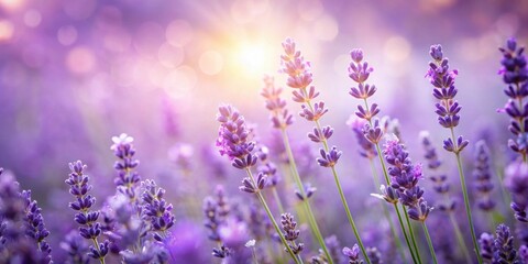 Naklejka premium Lavender floral background with soft focus for product photography, lavender, flowers, background, product, photography