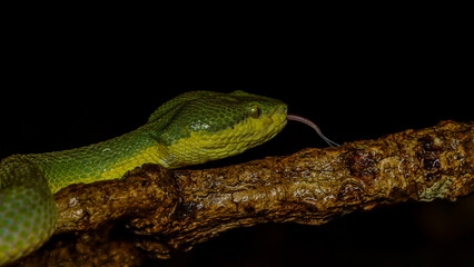 The Green Bamboo Pit Viper (Trimeresurus gramineus) is a venomous snake species endemic to India. It is a small snake characterized by its slightly keeled scales, yellowish belly, and vertical pupils.