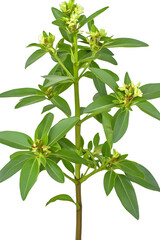 Obraz premium [Transparent Background PNG]Green Plant Branch With Buds Close Up