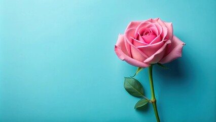 Obraz premium Single pink rose on blue background, pink, rose, flower, blue, background, beauty, nature, delicate, romantic, petal, bloom