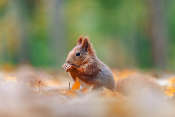 Squirrel (Sciurus vulgaris) Eating in a Colorful Autumn Forest