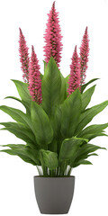 Obraz premium [Transparent Background PNG]Pink and Green Indoor Plant in Pot