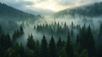 Fototapeta premium Misty landscape with spruce forest in morning 