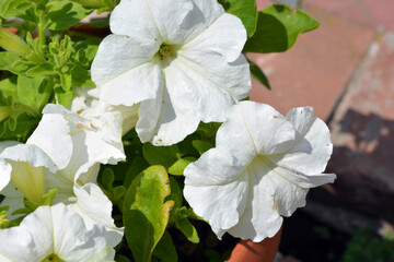 Beautiful and bright nature, flowers, plants. White flowering flowers, petunias growing in a clay pot and illuminated by sunlight.
