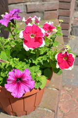 Beautiful and bright nature, flowers, plants. Red, crimson, white flowering flowers, petunias growing in a clay pot and illuminated by sunlight.
