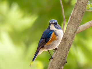 森の中で枝に留まって周りを見渡しているルリビタキの雄