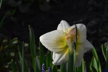 Vibrant Daffodils: A Springtime Garden Spectacle
