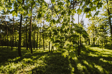 Green leaves on a tree. In the background you can see a green forest. Rays of sunlight shine through the leaves. Photo taken in spring on a sunny day.