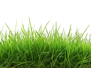 Obraz premium green grass isolated on white