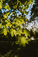 Green leaves on a tree. In the background you can see a green forest. Rays of sunlight shine through the leaves. Photo taken in spring on a sunny day.