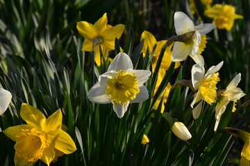 Obraz premium Vibrant Daffodils: A Springtime Garden Spectacle 