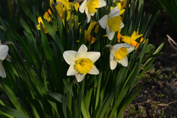 Vibrant Daffodils: A Springtime Garden Spectacle
