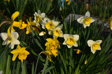 Obraz premium Vibrant Daffodils: A Springtime Garden Spectacle 