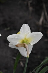 Vibrant Daffodils: A Springtime Garden Spectacle
