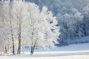 Obraz premium Frosty Trees in a Snowy Winter Landscape