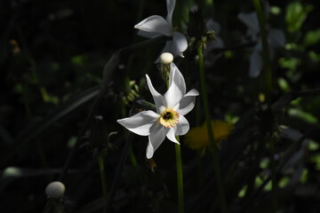 Fototapeta premium Vibrant Daffodils: A Springtime Garden Spectacle 