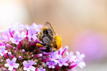 Ackerhummel (Bombus pascuorum) an einer lila Blüte