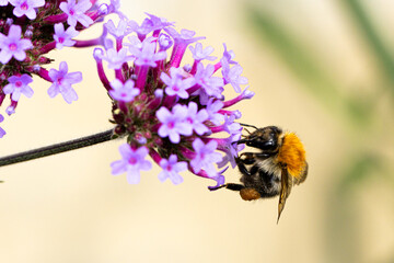 Ackerhummel (Bombus pascuorum) an einer lila Blüte