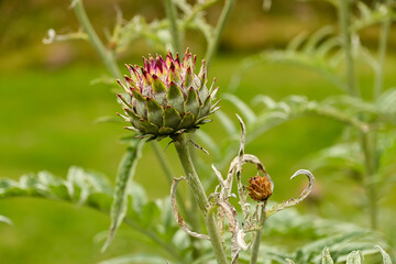 Artichokes  flower. London, UK, 9 July 2024.