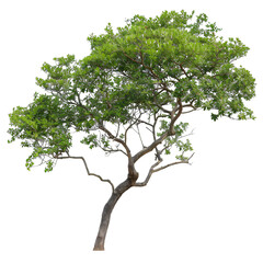 Obraz premium [Transparent Background PNG]Green Tree Isolated on White Background
