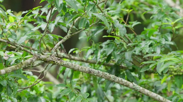 White-eared sibia endemic bird of Taiwan taking flight from a branch