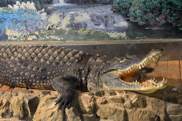 Beautiful and colorful animals that live in an aquarium for freshwater animals and fish. A large green freshwater crocodile that lives swims in an indoor glass aquarium with a pool.