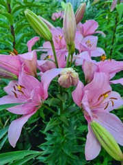 Elegant Pink Lilies: A Vibrant Display in the Garden
