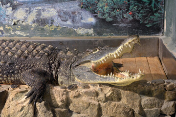 Beautiful and colorful animals that live in an aquarium for freshwater animals and fish. A large green freshwater crocodile that lives swims in an indoor glass aquarium with a pool.