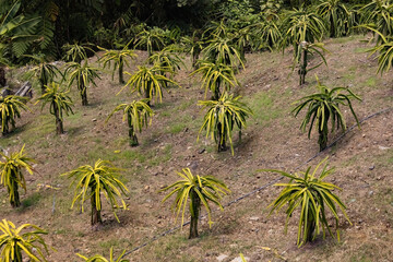 Dragonfruits plantation in Borneo Malaysia