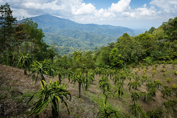 Dragonfruits plantation in Borneo Malaysia