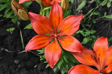 Elegant Red Lilies: A Vibrant Display in the Garden
