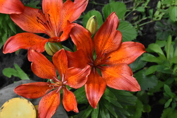 Elegant Red Lilies: A Vibrant Display in the Garden
