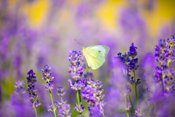 Butterflies on spring lavender flowers under sunlight. Beautiful landscape of nature with a panoramic view. Hi spring. long banner