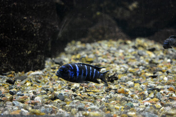 Colorful animals that live in aquarium for freshwater animals and fish. A large green freshwater crocodile that lives swims in indoor glass aquarium with a pool.