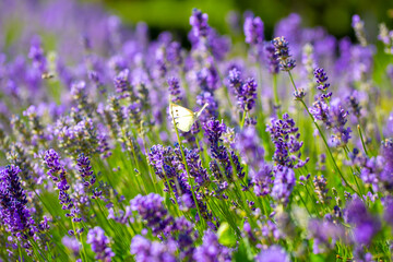 Butterflies on spring lavender flowers under sunlight. Beautiful landscape of nature with a panoramic view. Hi spring. long banner