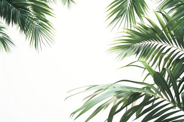 Naklejka premium A close-up shot of palm leaves against a pure white sky, great for background or design use