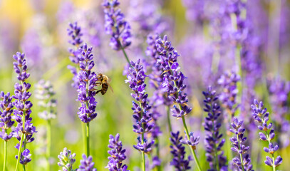 Spring lavender flowers under sunlight. Bees pollinate flowers and collect pollen. Lavender honey. Beautiful landscape of nature with a panoramic view. Hi spring. long banner